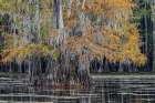 Bald cypress trees in autumn Caddo Lake-Uncertain-Texas Art Print
